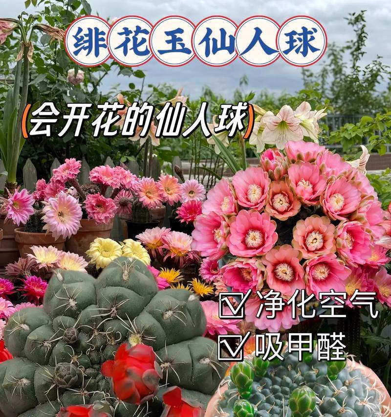 一次性碗制作仙人球花盆的方法是什么？