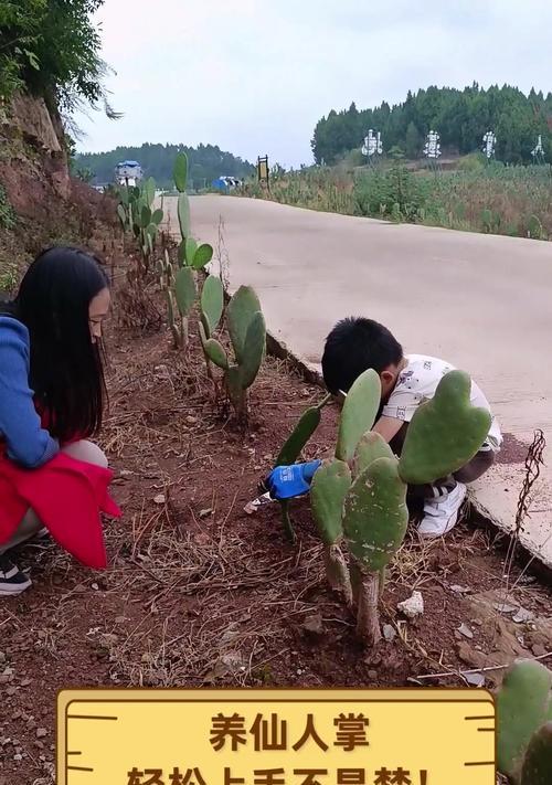 单只仙人掌的养殖方法是什么？
