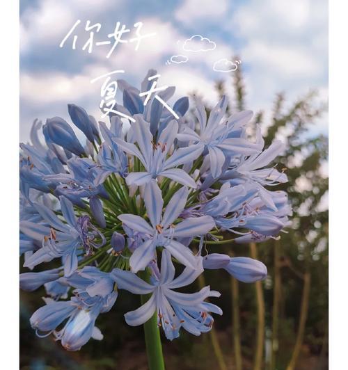秘密花语中隐藏着哪些惊喜？