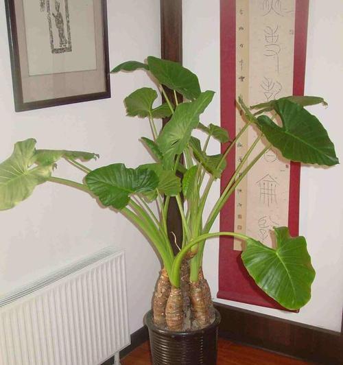 小花笼仙人掌的种植技巧？如何保持其健康生长？