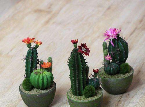 小花笼仙人掌的种植技巧？如何保持其健康生长？