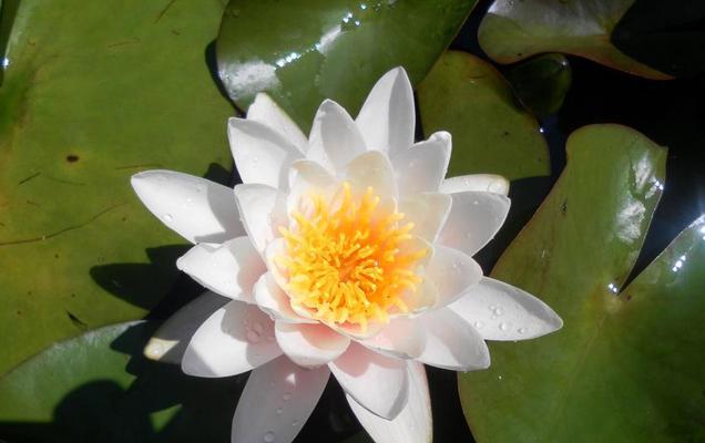 冷漠神秘的花语代表哪种花？花语中象征冷漠神秘的花有哪些？