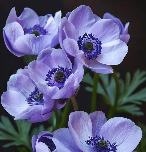 冷漠神秘的花语代表哪种花？花语中象征冷漠神秘的花有哪些？