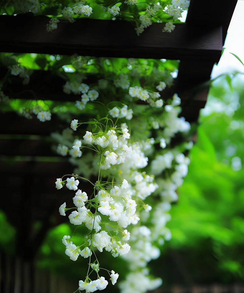 花语再见的花是什么意思？它在告别时传达了什么信息？