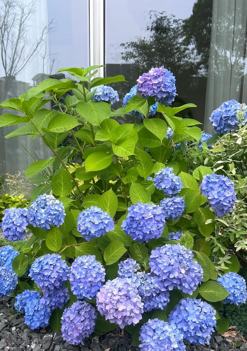 花语再见的花是什么意思？它在告别时传达了什么信息？