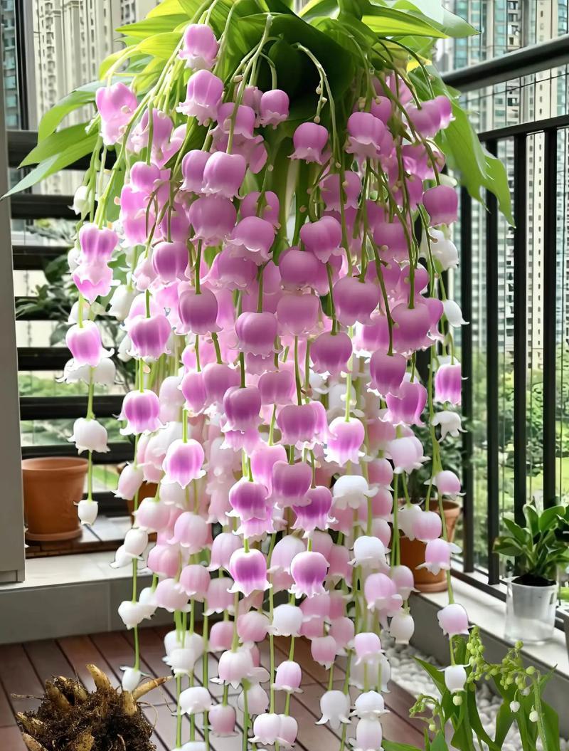 花语再见的花是什么意思？它在告别时传达了什么信息？