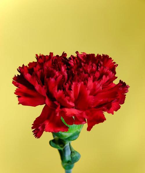 理性而深沉的爱的花语代表什么？