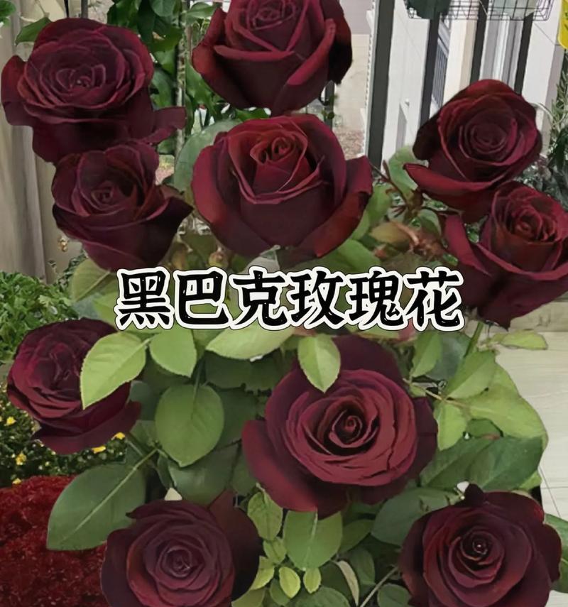 仙人掌黑玫瑰开花需要什么条件？