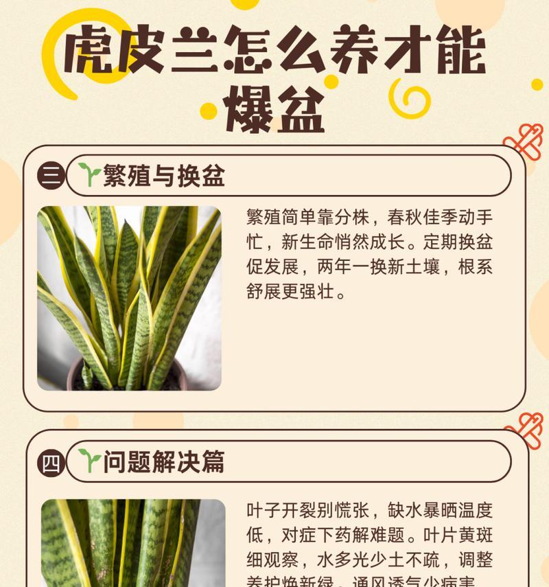 精品虎斑君子兰好养吗？正确的养护方法是什么？