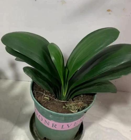 精品虎斑君子兰好养吗？正确的养护方法是什么？