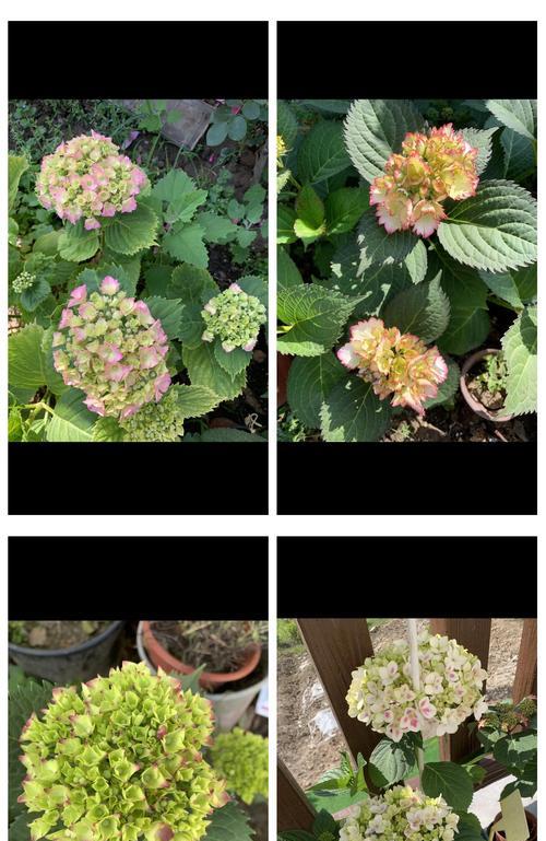 报纸绣球的花语和寓意有哪些？