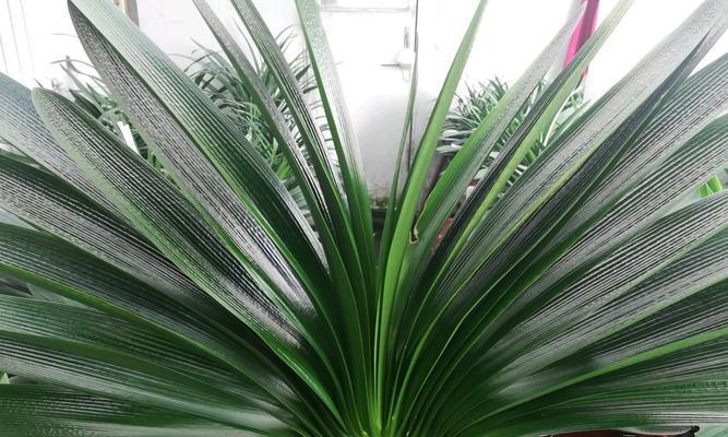 风雨后君子兰的养护管理要点？如何快速恢复？