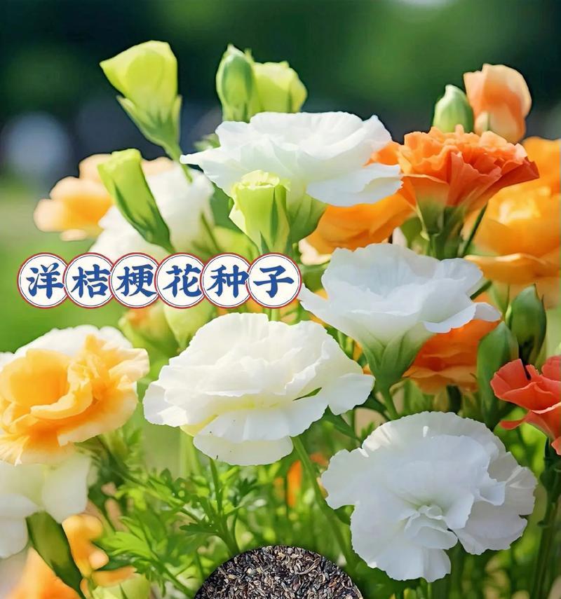 铁炮花的花语和寓意有何不同？