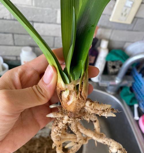 风雨后君子兰的养护管理要点？如何快速恢复？