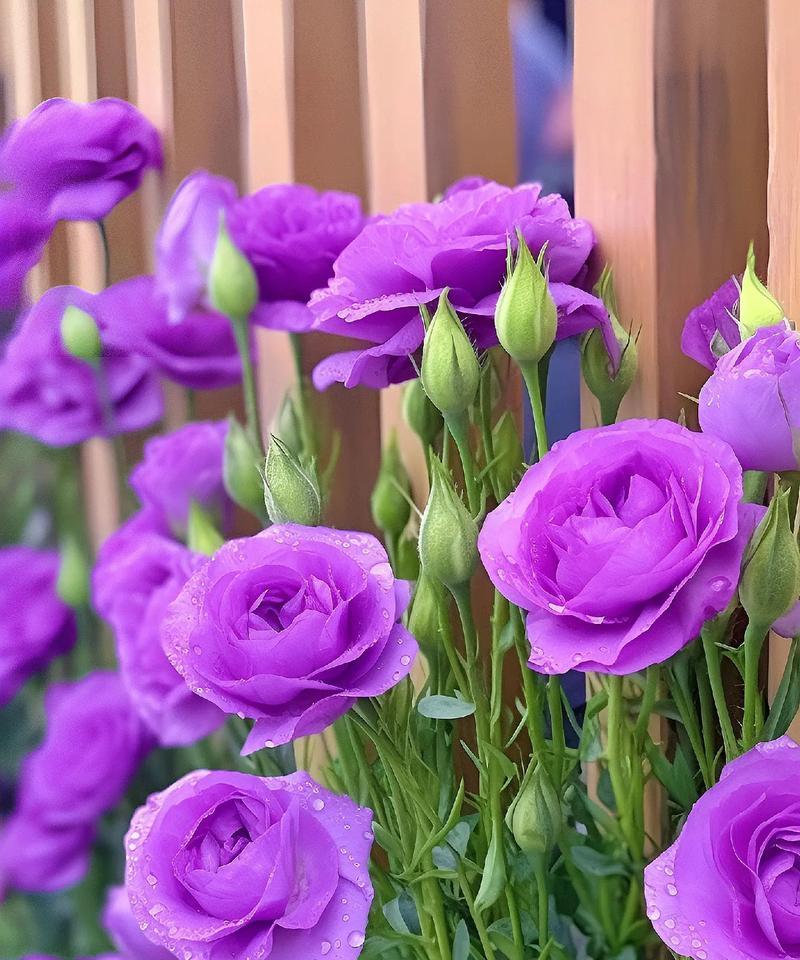 铁炮花的花语和寓意有何不同？