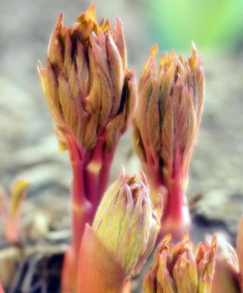 牡丹花侧芽过多如何处理？侧芽对生长有何影响？