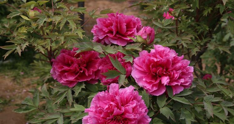 牡丹花侧芽过多如何处理？侧芽对生长有何影响？
