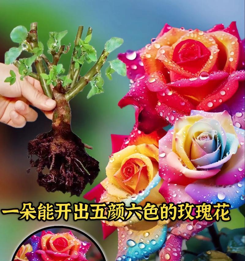 不同颜色的玫瑰花语有何不同？