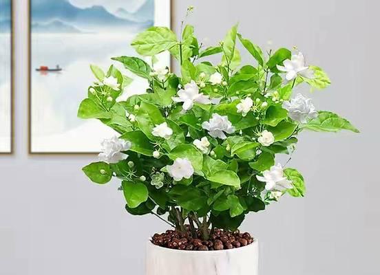 仙人球和茉莉有什么区别？各自的特性是什么？
