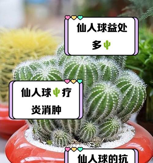 仙人球和茉莉有什么区别？各自的特性是什么？