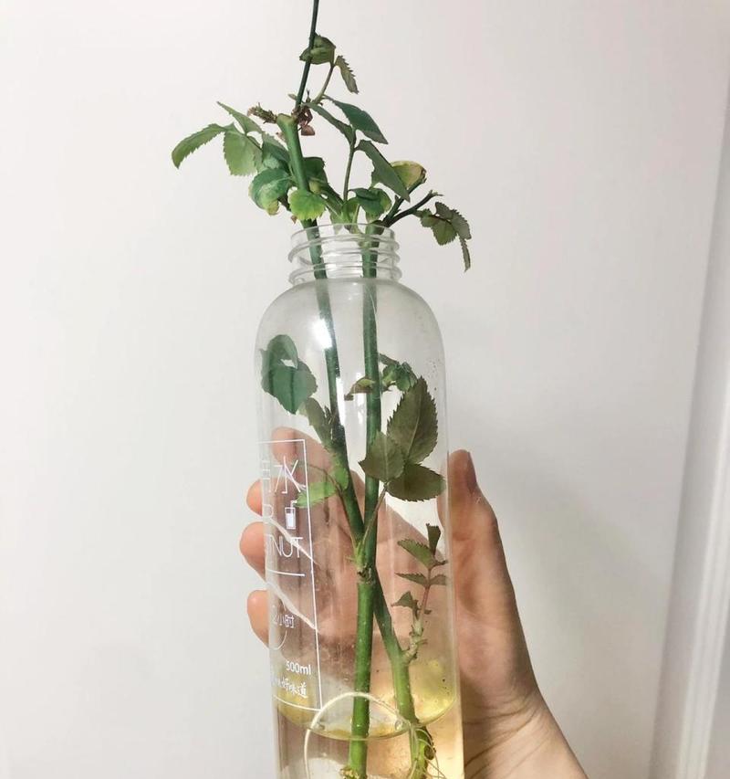 温棚的玫瑰花怎么养？如何在温棚中养护？