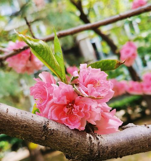 闪烁在花语中代表什么？花语闪烁的含义是什么？