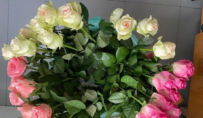 温棚的玫瑰花怎么养？如何在温棚中养护？