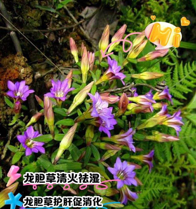龙胆花的象征和寓意是什么？