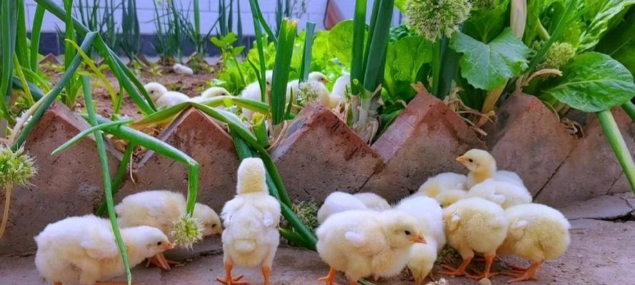 养鸡养鸭与花语有何关联？