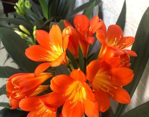 君子兰侧芽老桩为何不长新芽？怎样激发生长？