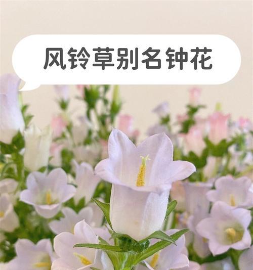 风铃夜灯花语象征什么？这种花有哪些特别含义？