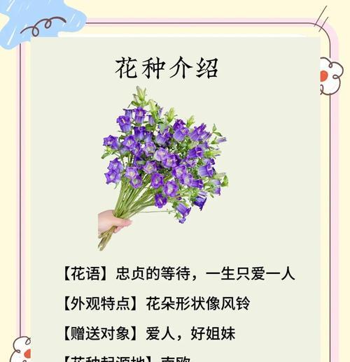 风铃夜灯花语象征什么？这种花有哪些特别含义？