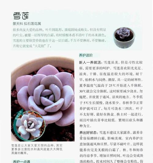 螺旋黄鱼仙人球的养护方法是什么？