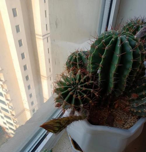 仙人球的花语是什么？它象征着什么？