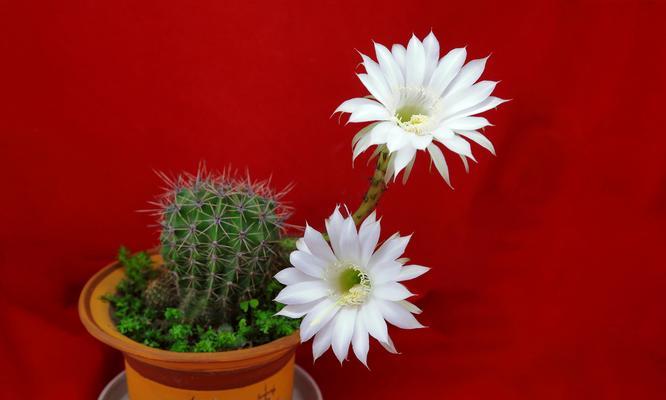 仙人球的花语是什么？它象征着什么？