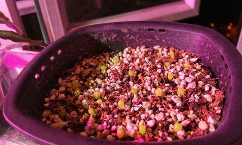 花卉蘑菇仙人掌的养殖要点是什么？