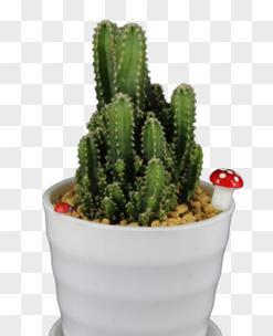 花卉蘑菇仙人掌的养殖要点是什么？