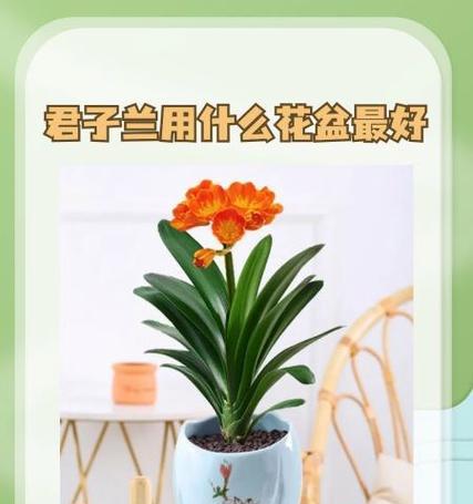 君子兰在陶制花盆中的养殖方法是什么？