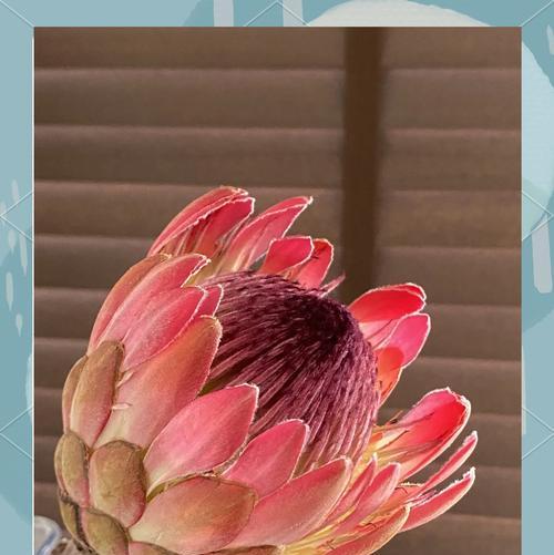 给公主的花语有哪些？它们各自代表了什么意义？