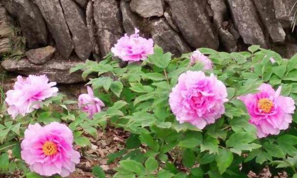 牡丹花能开几层花？养殖方法有哪些？