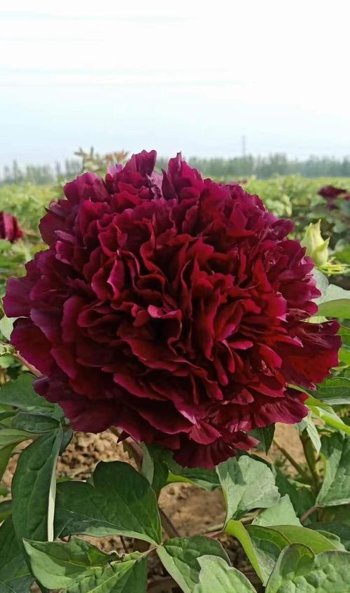 牡丹花能开几层花？养殖方法有哪些？