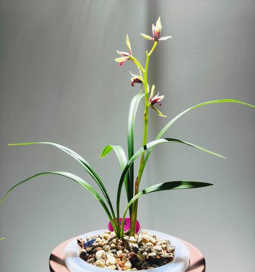 粉色玫瑰的花语18朵是什么？兰花花名寓意及花语是什么？