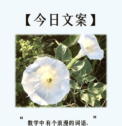 哪种花代表思慕之情？它的花语有何深意？
