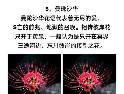 哪种花代表思慕之情？它的花语有何深意？