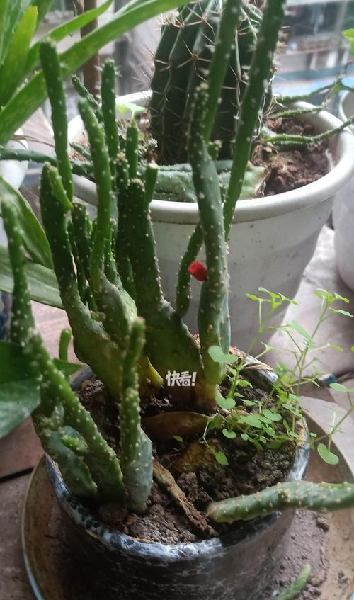 植物2卡仙人掌的卡法是什么？如何正确操作？
