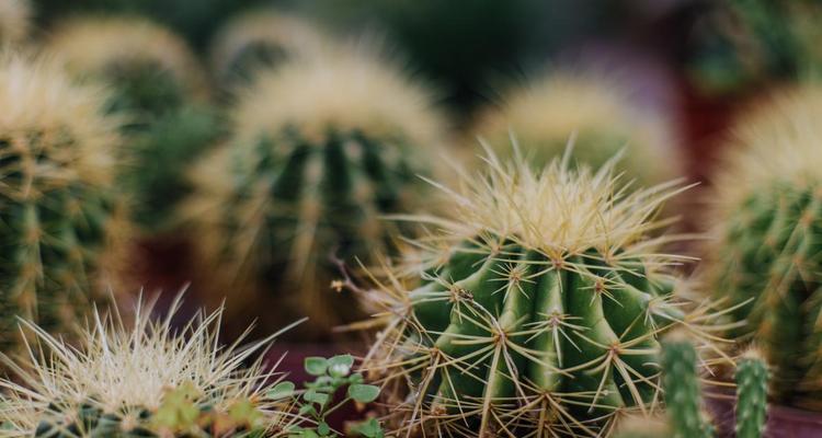绿植桌面仙人球好养吗？正确的养护步骤是什么？