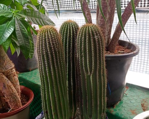 绿植桌面仙人球好养吗？正确的养护步骤是什么？