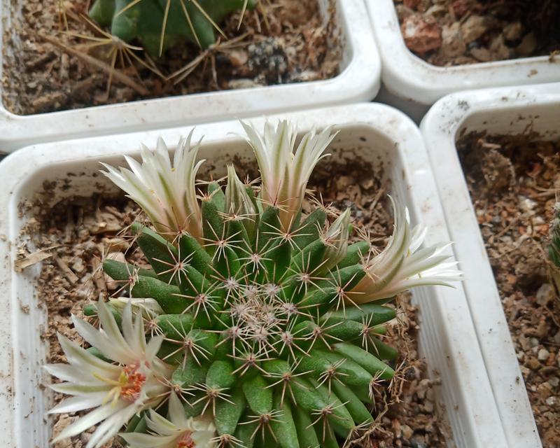 绿植桌面仙人球好养吗？正确的养护步骤是什么？