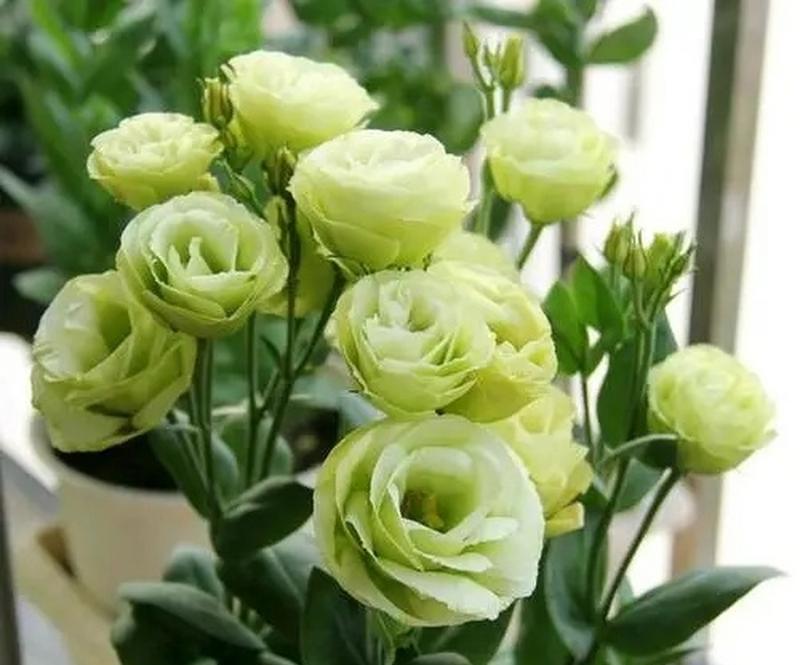茉莉花与桔梗的花语有何不同？各自代表什么？