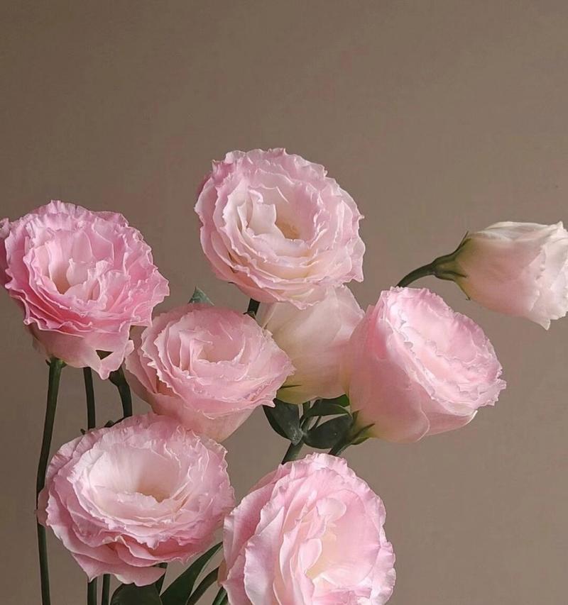 茉莉花与桔梗的花语有何不同？各自代表什么？